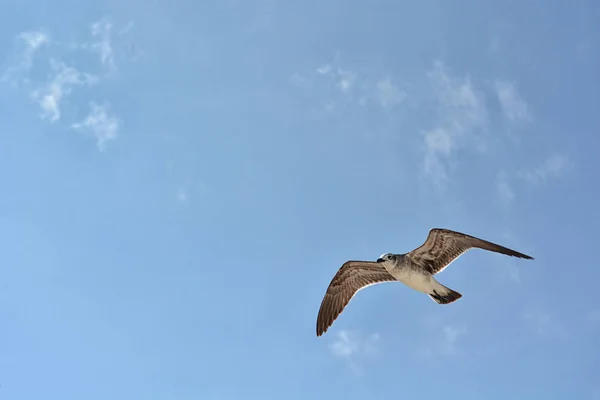 Gull flying with a blue sky background — Stock Photo, Image