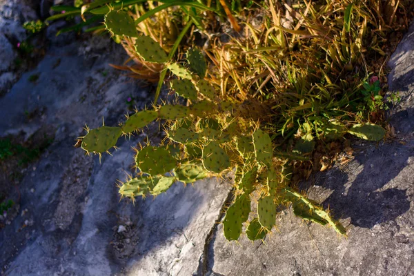 Cactus vert poussant sur les rochers. Mexique . — Photo