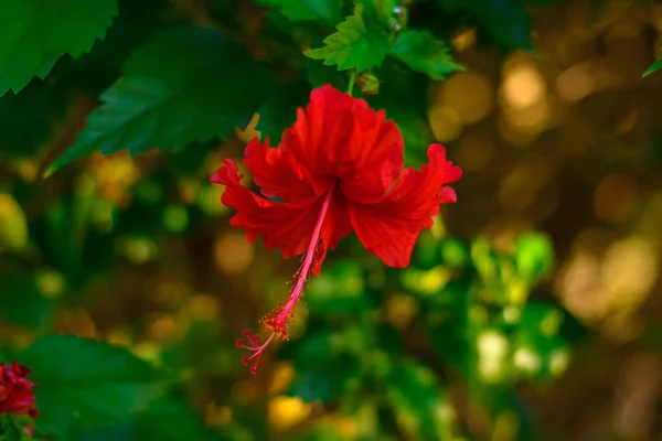 Flor rosa sudanesa en un arbusto. Hibiscus . — Foto de Stock