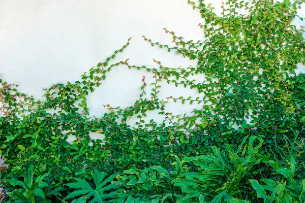 Dinding putih ditumbuhi tanaman ivy dan tanaman di dinding putih — Stok Foto