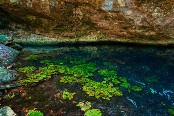 Water lilies growing in the clear water of cenote. Mexico. — Stock Photo, Image