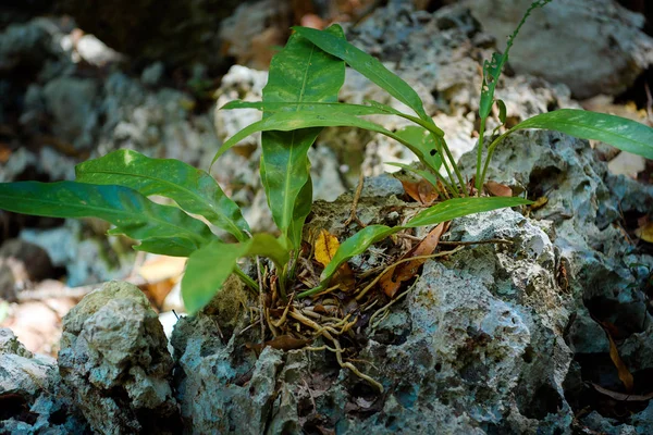 Tumbuhan tropis tumbuh di atas batu di tempat teduh. Anggrek . — Stok Foto