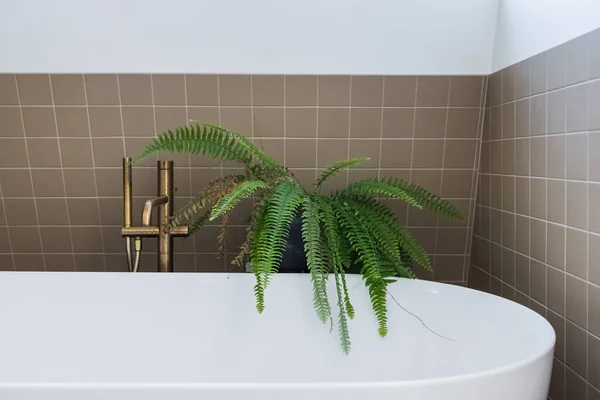 Salle Bain Moderne Avec Raccords Laiton Une Plante — Photo