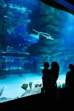 Güzel mavi akvaryumdaki köpekbalıkları aile bakar. Bebeği olan kadın akvaryum içinde bir balık izliyor. Büyük akvaryum su hayvanat bahçesi ziyaret insan siluetleri.
