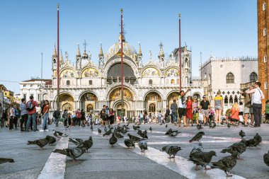 Venice, İtalya - 18 Mayıs 2017: Güvercin Piazza San Marco Venedik üzerinde. Piazza San Marco Venedik ana kare var. Venedik'te San Marco Bazilikası'nın önünde turistler ve güvercinler akşamları yürümek.