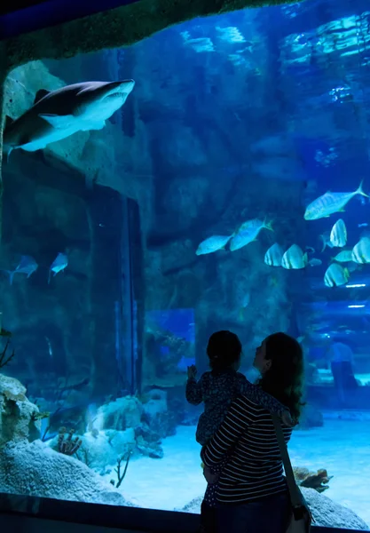 一家人在美丽的蓝色水族馆里看大鲨鱼 年轻妇女与她的婴孩在水族馆观看鱼 人们参观水生动物园的大型水族馆 — 图库照片