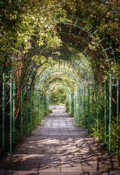 Green natural tunnel of plants and flowers in summer. Old walkway under green arches. Beautiful long pergola in a large garden. Abandoned overgrown tunnel in a park.