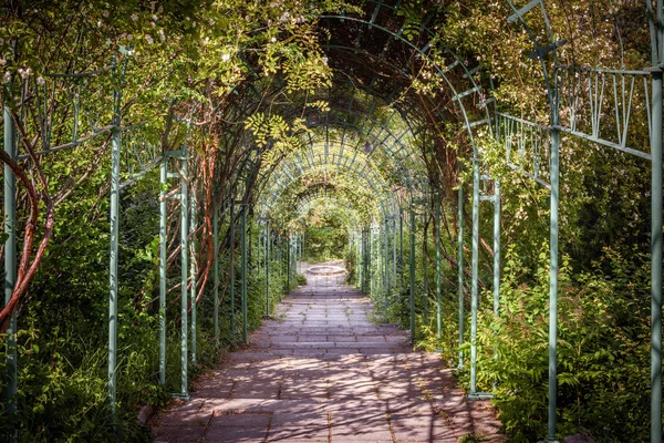 Grön Naturliga Tunneln Växter Och Blommor Sommaren Gamla Gångväg Gröna — Stockfoto