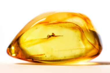 Beyaz arka plan üzerinde izole donmuş sivrisinek ile kehribar taşı. Kapsüllenmiş böcek ile ham amber fosil şeffaf parçası. Doğal kristal takı yakın çekim için amber. Makro güzel pürüzsüz amber.