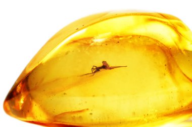 Fosil donmuş böcek beyaz arka plan üzerinde izole ile amber. Kapsüllenmiş sivrisinek ile ham amber şeffaf parçası. Doğal değerli kehribar taş mücevher yakın çekim için. Makro turuncu pürüzsüz amber.