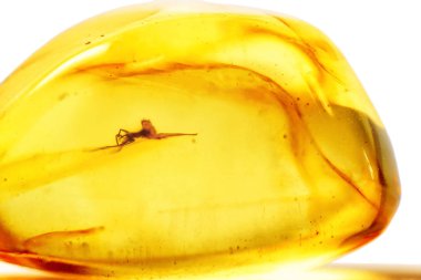 Amber kapsüllenmiş böcek üzerinde beyaz izole ile. Fosil şeffaf parça içinde sivrisinek ile ham Amber. Güzel kristal takı yakın çekim için amber. Doğal yumuşak sarı taş denizden, makro.