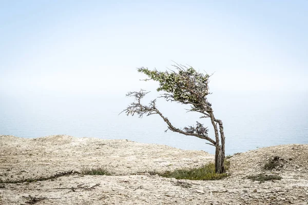 一棵孤零零的杉树 俯瞰着黑海 克里米亚 针叶树在悬崖上的自然模糊背景 简约的荒凉景观 风中独树 — 图库照片