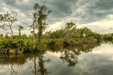 Deniz göl günbatımı yakınındaki Tangalle, Sri Lanka, mangrov orman. Yağmur ormanlarında peri sulak alanların doğal görünümü. Alacakaranlık güzel tropikal peyzaj. Akşam bir ormanda gizemli nehir.
