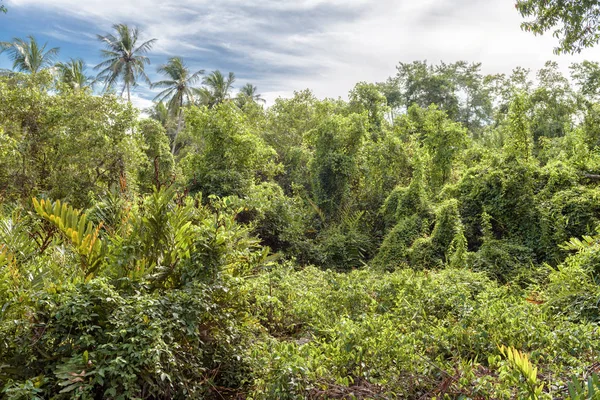 雨林灌丛背景 夏天无法通行的丛林景观 郁郁葱葱的植被的绿色热带森林 — 图库照片