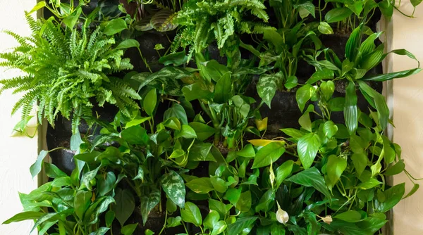 Interiér kanceláře či domova s přírodní zelené rostlinné stěny — Stock fotografie