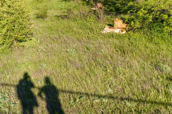 Löwenstolz ruht an sonnigem Tag im Schatten der Bäume — Stockfoto