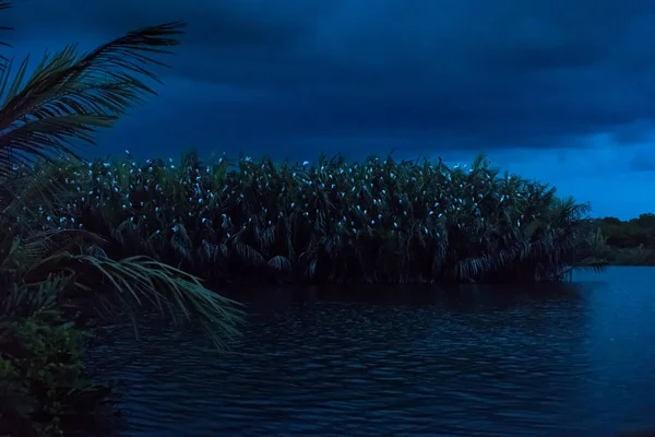 Las aves duermen en la selva en el crepúsculo —  Fotos de Stock