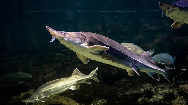 Störer simmar under vattnet — Stockfoto