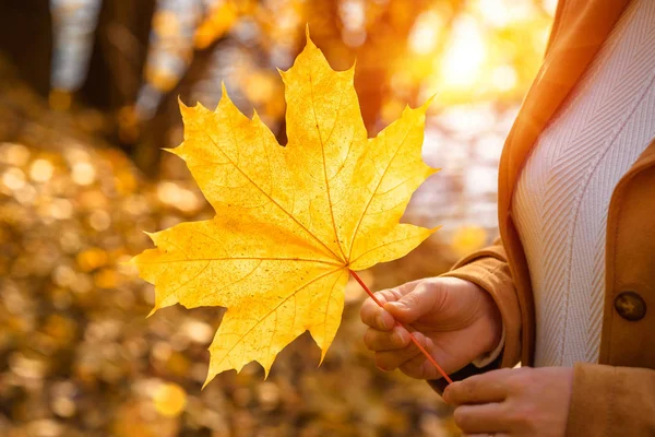Dışarıda bir kadının elinde sonbahar akçaağaç yaprağı var. Güz manzarası p — Stok fotoğraf