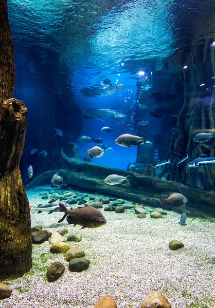 鱼在美丽的蓝色水族馆。 大型水族馆的垂直视图 — 图库照片