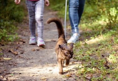 Tasmalı Burma kedisi dışarıda yürüyor, tasmalı hayvan dışarıda geziyor. Birmanya kedisi koşum takımı takıyor ve sahibini yaz ormanına götürüyor. Tasmalı ve çocuklu genç kahverengi kedi parka gidiyor..