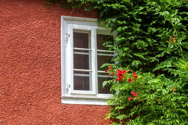 Okno Břečťan Domov Zarostlý Rostlinami Květinami Stěna Venkovské Chaty Nebo — Stock fotografie