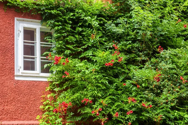 Dům Zarostlý Břečťanem Krásným Zevnějškem Pokrytým Zelenými Rostlinami Květinami Venkovní — Stock fotografie