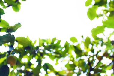 Ağaçların arasından hafif bir arka plan görüntüsü olarak bokeh ile güneşli Soyut Yeşil Doğa arka plan