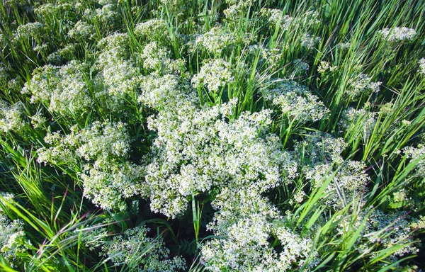 Hermosa Pradera Salvaje Con Hierba Verde Pequeñas Flores Blancas Fondo — Foto de Stock