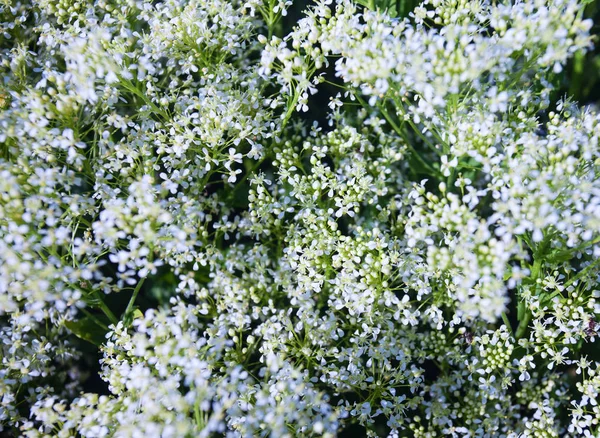 Kleine weiße Blumen Hintergrund — Stockfoto