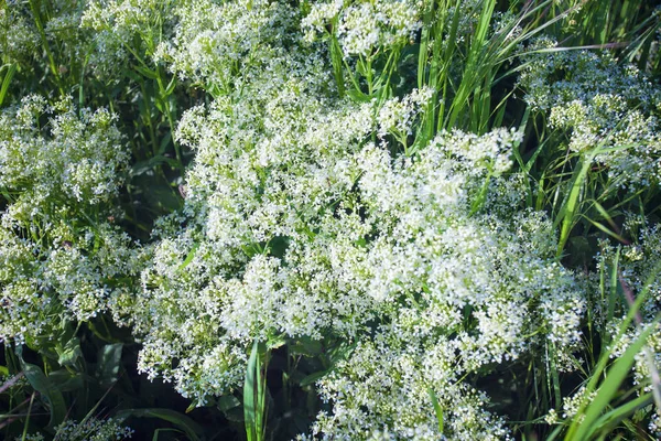 Campo de flores de hierba natural — Foto de Stock