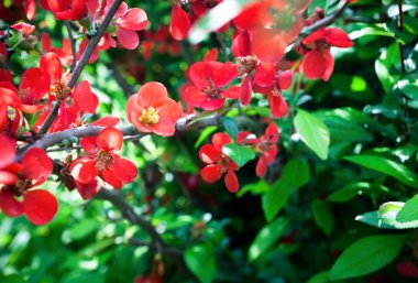 Parlak çiçekli Japonca ayva veya Chaenomeles japonica. Şube sürü yaprakları bokeh bulanık yeşil zemin üzerine kırmızı çiçek kaplı. Parlak doğa konsept tasarımları için tebrik kartları, davetiyeler, blog bahar mesajları, sosyal ağlar ve Aralık