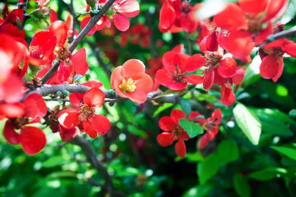 Яркий Цветущий Японский Айва Chaenomeles Japonica Ветка Покрыта Большим Количеством — стоковое фото