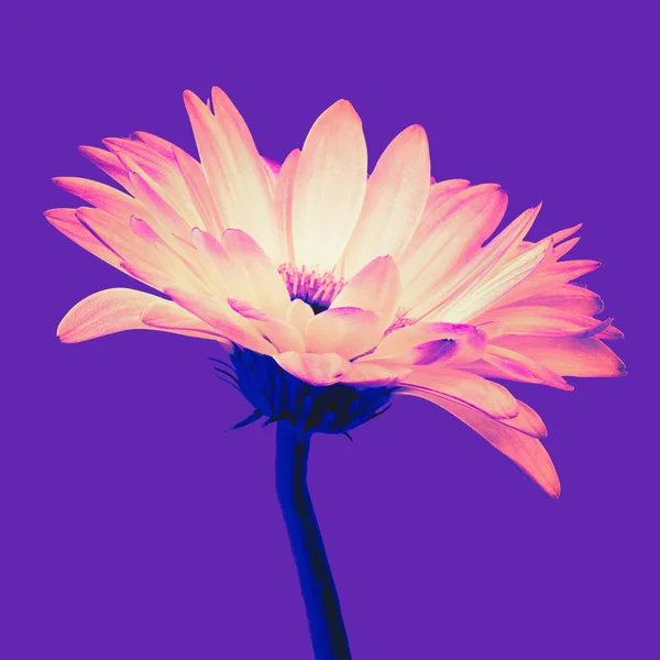 Оранжевый цветок герберы изолирован на фиолетовом фоне — стоковое фото