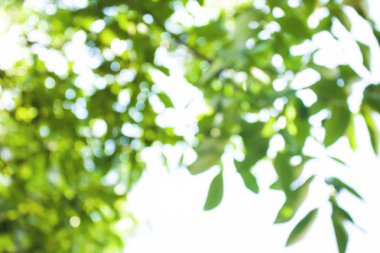 soyut yeşil doğa arkaplanı