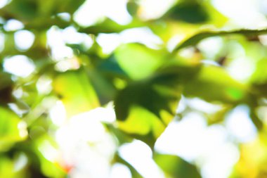 soyut yeşil doğa arkaplanı