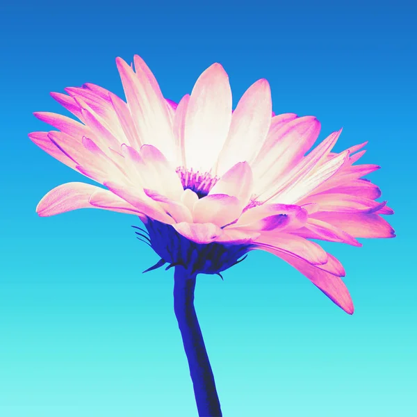 Turqoise グラデーションの背景に分離されたピンクのガーベラの花 — ストック写真
