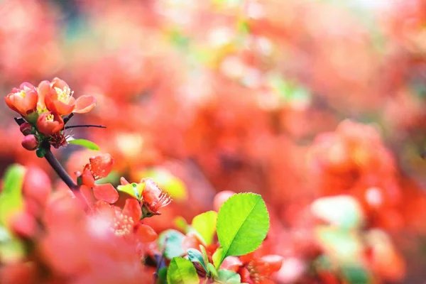 Branch with red flowers on blurred background — Stock Photo, Image