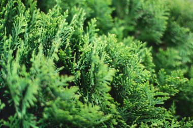 Thuja ağaçlarıarka plan Yeşil Noel yaprakları