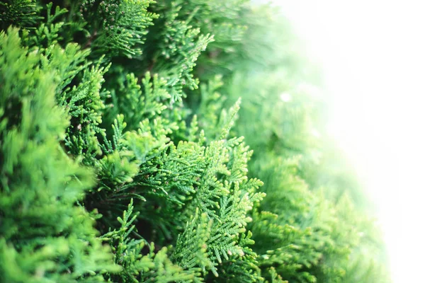 白い背景にトゥジャの緑のクリスマスの葉 — ストック写真