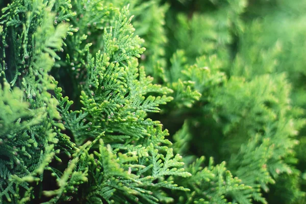 Thuja ağaçlarıarka plan Noel yaprakları