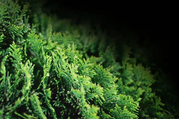 Hojas verdes de Navidad de Thuja sobre fondo negro —  Fotos de Stock