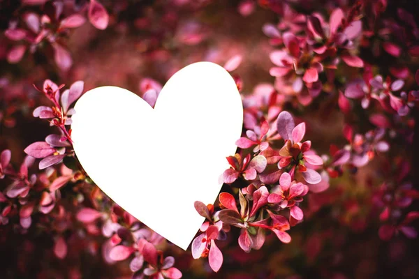 Cartão de papel em forma de coração em ramos de arbusto de baga de folhas vermelhas — Fotografia de Stock