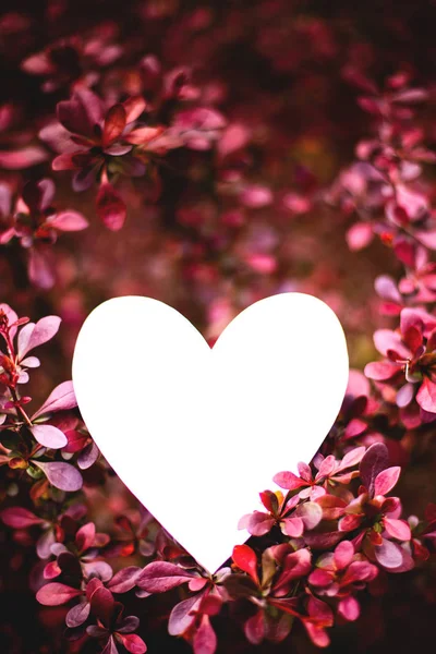 Cartão de papel em forma de coração em ramos de arbusto de baga de folhas vermelhas — Fotografia de Stock