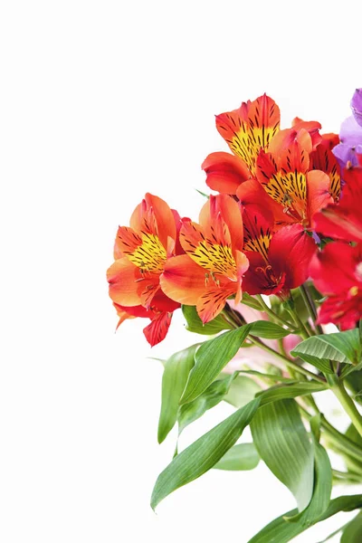 Крупним планом червоні квіти альстромерії букет — стокове фото