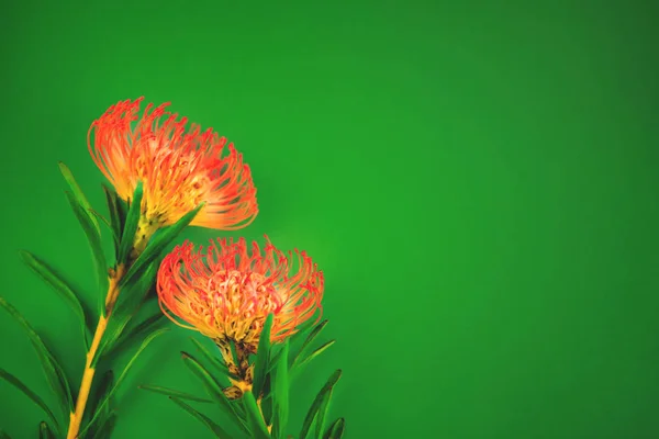 Two red tropical flowers laying on green background