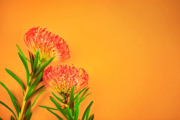 Two red tropical flowers laying on orange background