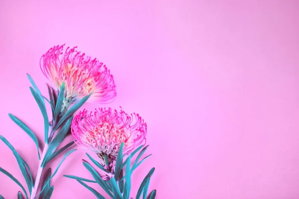 Duas flores tropicais vermelhas que colocam no fundo azul — Fotografia de Stock