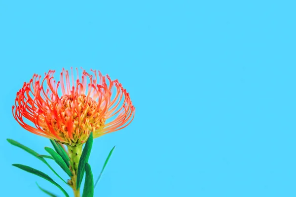 Flor tropical roja brillante sobre fondo azul — Foto de Stock