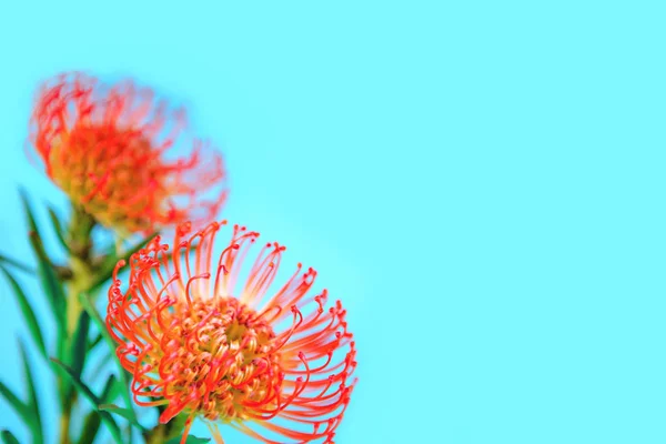 Два красных тропических цветка на синем фоне — стоковое фото